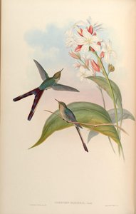 Cometes glyceriae = Lesbia victoriae x Ramphomicron microrhynchus by John Gould